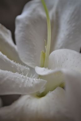 white lily 1_ed