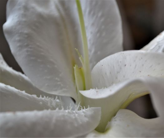 white lily 2_ed
